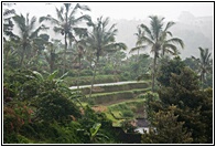 Tropical Forest