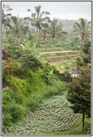 Green Valley
