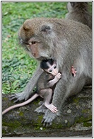 Monkeys