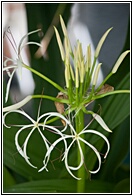 Exotic Plant