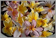 Frangipani Flowers