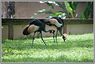 African Crowned Cranes