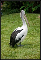 Australian Pelican