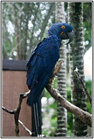 Hyacinth Macaw