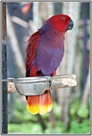 Exotic Bird