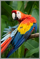 Scarlet Macaw