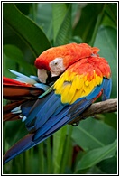 Scarlet Macaw
