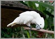 White Cockatoo