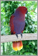 Eclectus Parrot