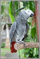 African Grey Parrot