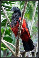 Pesquet's Parrot