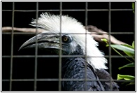White-Crowned Hornbill