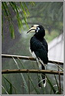 Oriental Pied Hornbill