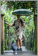 Rainforest Habitat