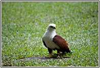 Birds of Prey