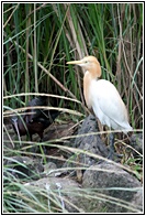 Cattle Egret