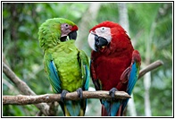 Parrots