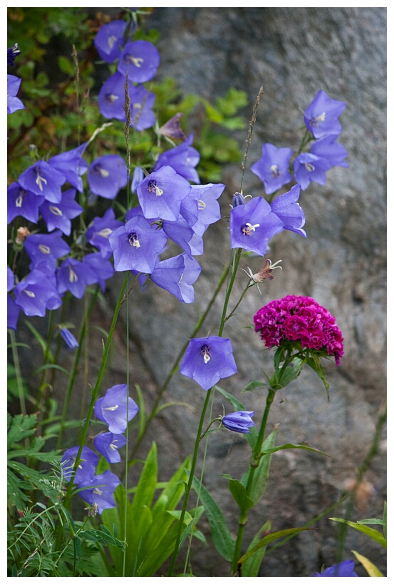 Purple Flowers