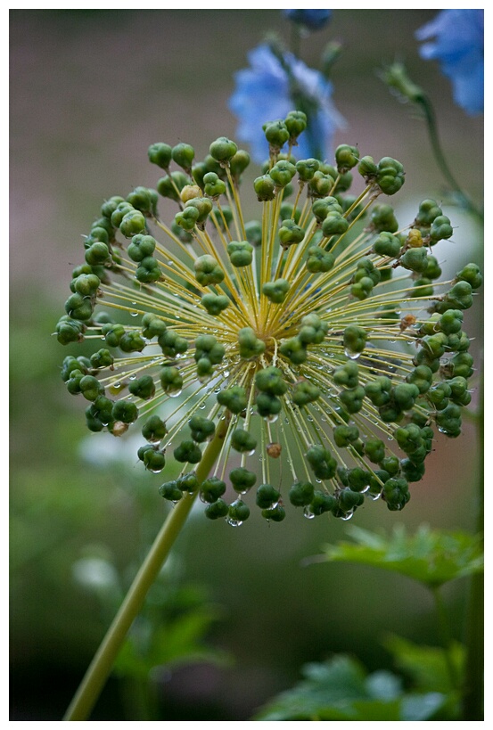 Refreshing Flower