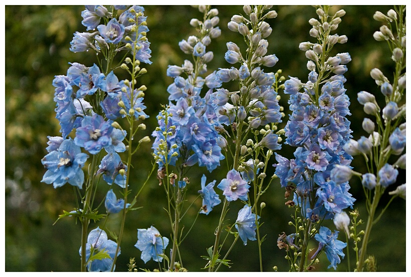 Blue Flowers