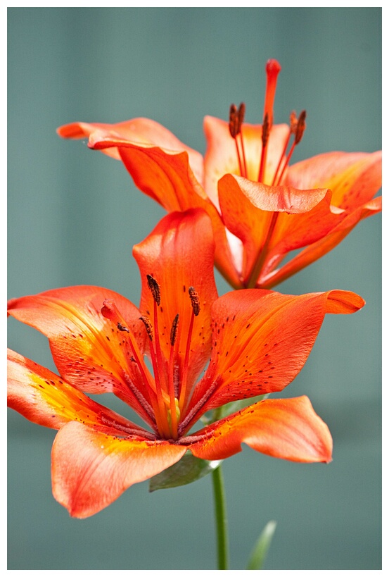 Phtitsa Lilium