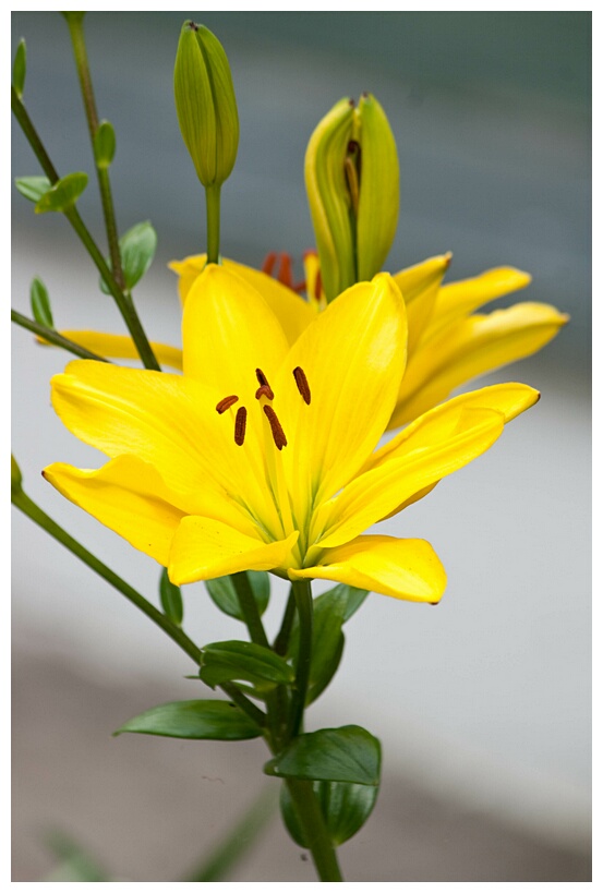 Yellow Lilium