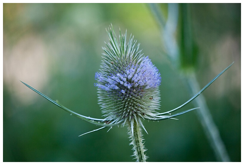 Whistle Flower