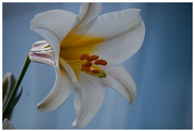 White Lilium