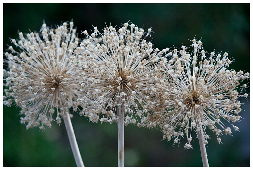 Strange Flowers