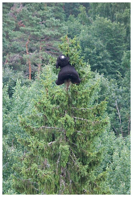 The Lost Bear