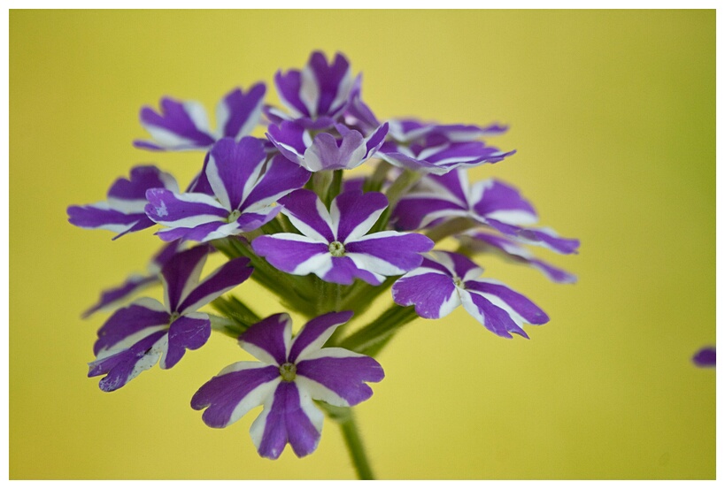 Tiny Flowers