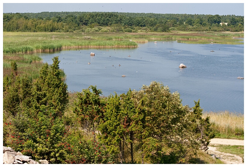 Saaremaa Landscape