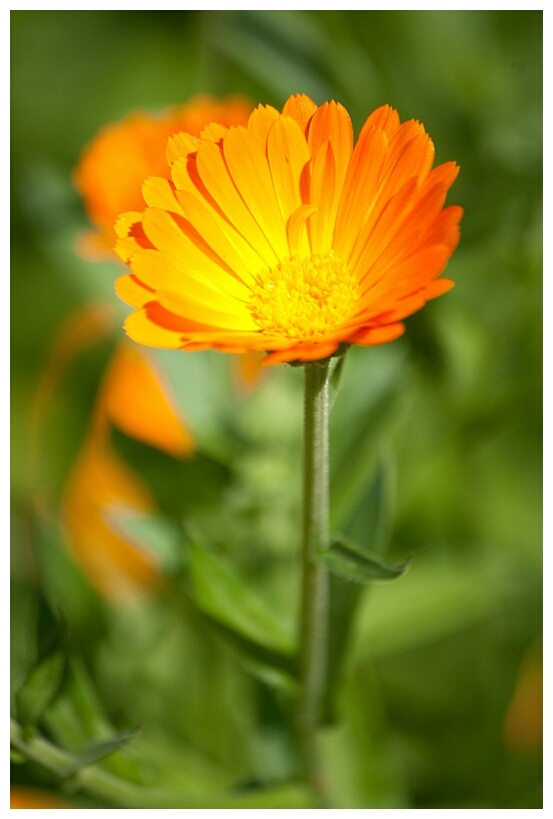 Orange Flower