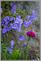 Purple Flowers