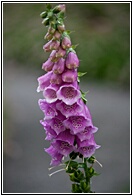Digitalis Purpurea