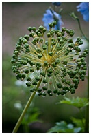 Refreshing Flower