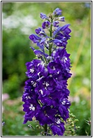 Purple Flower