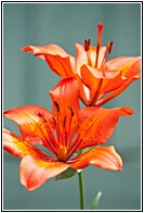Phtitsa Lilium