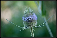 Whistle Flower