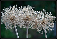 Strange Flowers