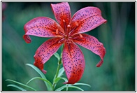Lilium