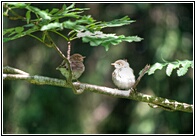 Little Birds