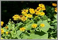 Yellow Flowers