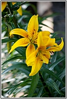 Yellow Lily