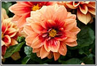 Great Flower