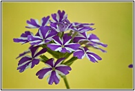 Tiny Flowers