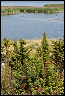 Orissaare
