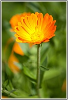 Orange Flower