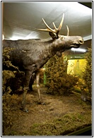 Big Elk