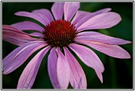 Pretty Flower